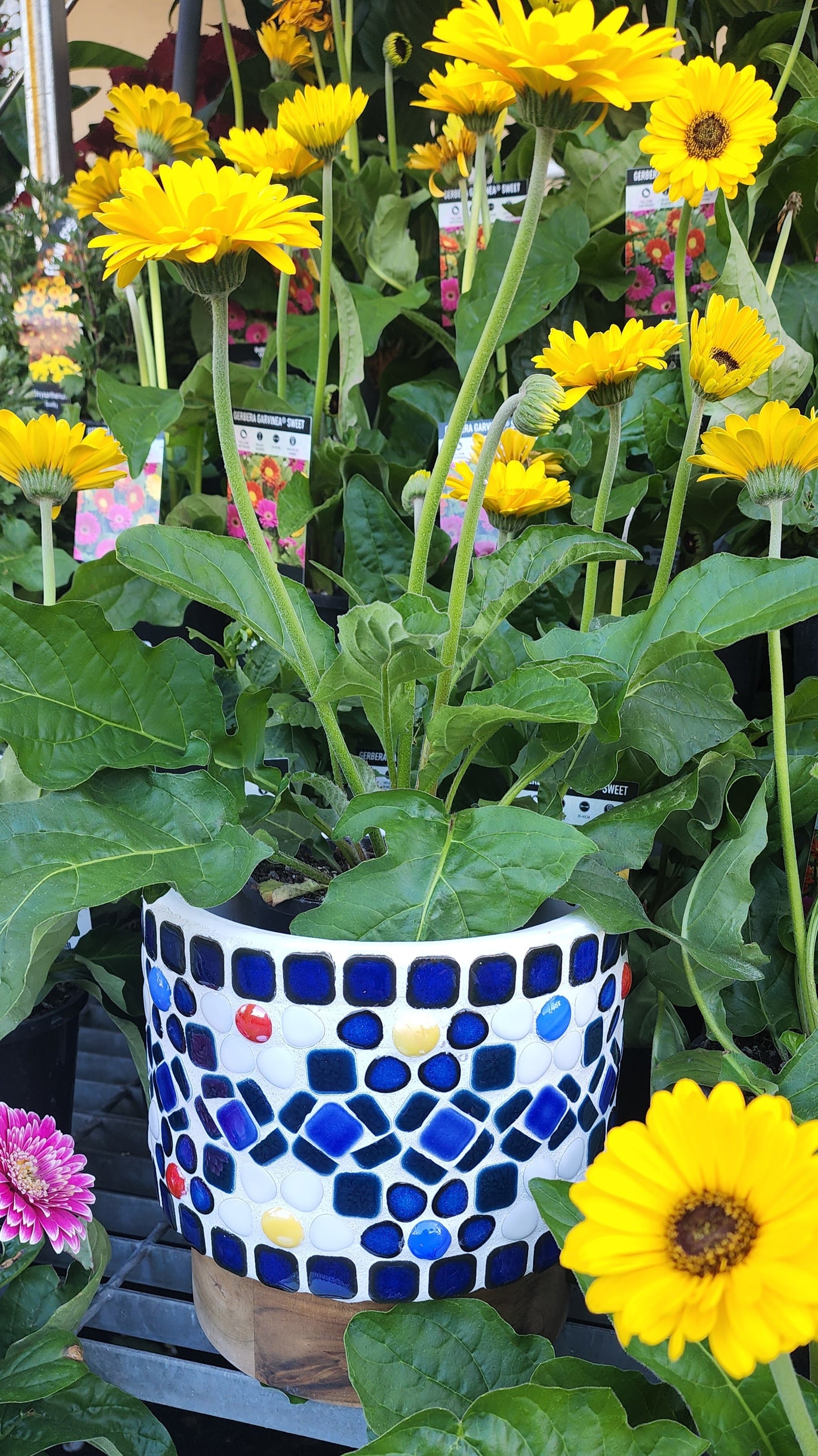 Ceramic Square Penny Tiles Cobalt Blue, Full 30cm x 30cm Sheets 2cm x 2cm