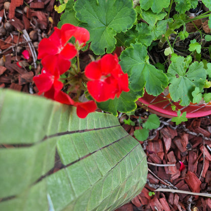 QUALITY TREND AUSTRALIAN TILE SHEETS 2CM X 2CM GREEN LIME